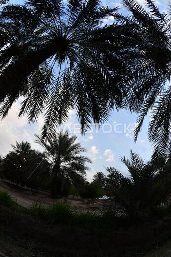 نخيل التمر، شجرة من فصيلة النخيل تُزرع لثمارها الحلوة الصالحة للأكل. وقد حظي نخيل التمر بتقدير كبير منذ أقدم العصور.