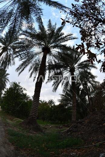 Date palm , tree of the palm family cultivated for its sweet edible fruits. The date palm has been prized from remotest antiquity.