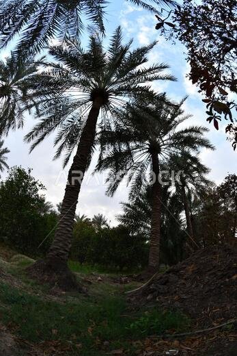 Date palm , tree of the palm family cultivated for its sweet edible fruits. The date palm has been prized from remotest antiquity.