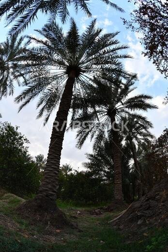 Date palm , tree of the palm family cultivated for its sweet edible fruits. The date palm has been prized from remotest antiquity. Date palm , tree of the palm family cultivated for its sweet edible fruits. The date palm has been prized from remotest antiquity.