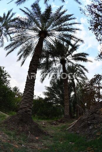 Date palm , tree of the palm family cultivated for its sweet edible fruits. The date palm has been prized from remotest antiquity.