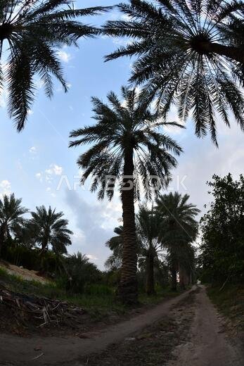 Date palm , tree of the palm family cultivated for its sweet edible fruits. The date palm has been prized from remotest antiquity.