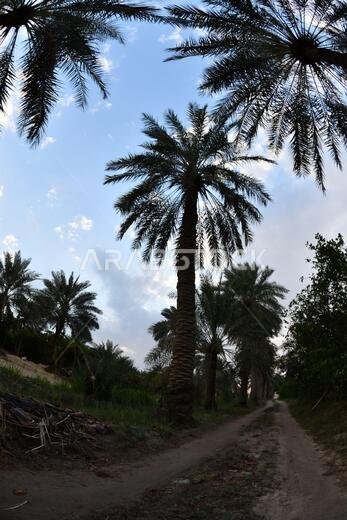نخيل التمر، شجرة من فصيلة النخيل تُزرع لثمارها الحلوة الصالحة للأكل. وقد حظي نخيل التمر بتقدير كبير منذ أقدم العصور.