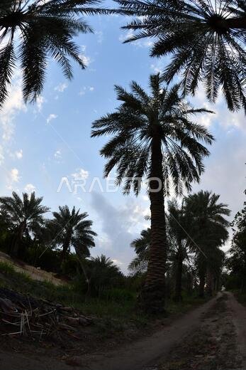نخيل التمر، شجرة من فصيلة النخيل تُزرع لثمارها الحلوة الصالحة للأكل. وقد حظي نخيل التمر بتقدير كبير منذ أقدم العصور.