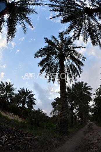 Date palm , tree of the palm family cultivated for its sweet edible fruits. The date palm has been prized from remotest antiquity.