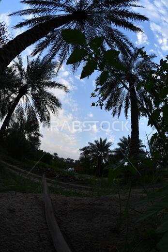 نخيل التمر، شجرة من فصيلة النخيل تُزرع لثمارها الحلوة الصالحة للأكل. وقد حظي نخيل التمر بتقدير كبير منذ أقدم العصور.