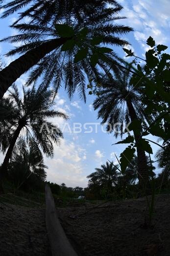 Date palm , tree of the palm family cultivated for its sweet edible fruits. The date palm has been prized from remotest antiquity.