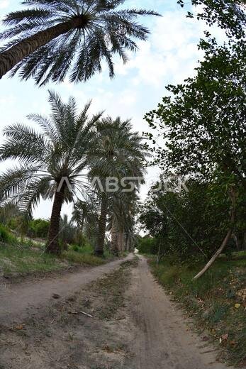 نخيل التمر، شجرة من فصيلة النخيل تُزرع لثمارها الحلوة الصالحة للأكل. وقد حظي نخيل التمر بتقدير كبير منذ أقدم العصور.