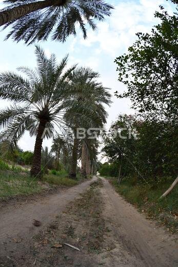 Date palm , tree of the palm family cultivated for its sweet edible fruits. The date palm has been prized from remotest antiquity.