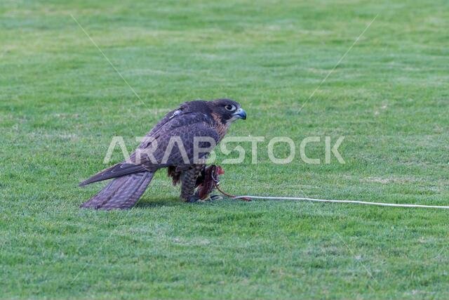 صقر شاهين (Falco peregrinus) على الأرض بعد انقضاضه على فريسته. الصيد بالصقور أو تربية الصقور وسباقها في الشرق الأوسط.