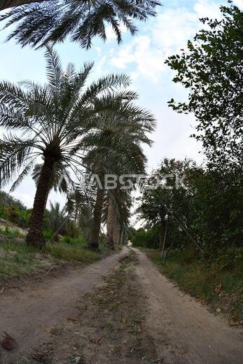 Date palm , tree of the palm family cultivated for its sweet edible fruits. The date palm has been prized from remotest antiquity.