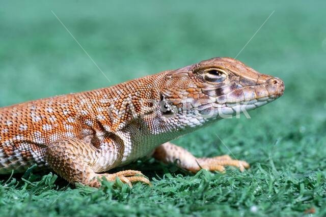 صورة مقرّبة لسحلية ذات أصابع مُهدّبة (Acanthodactylus gongrorhynchatus) في الصحراء