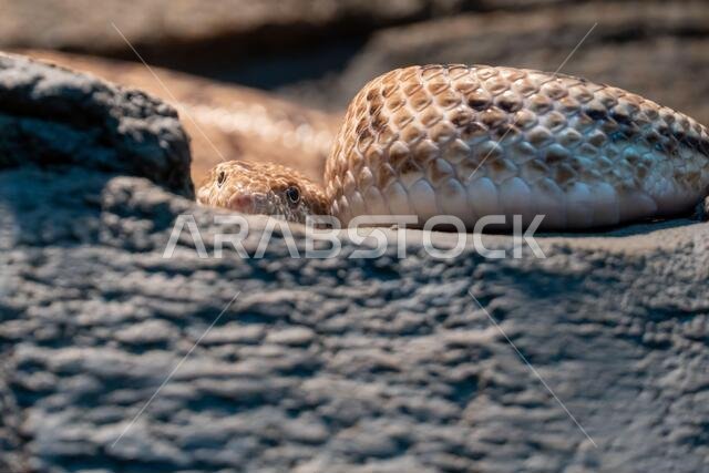 Spalerosophis diadema, known commonly as the diadem snake and the royal snake close up on the rocks at night in the middle east or north africa.