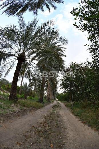 نخيل التمر، شجرة من فصيلة النخيل تُزرع لثمارها الحلوة الصالحة للأكل. وقد حظي نخيل التمر بتقدير كبير منذ أقدم العصور.