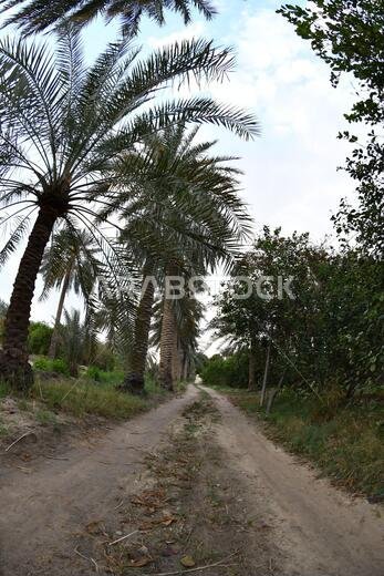 نخيل التمر، شجرة من فصيلة النخيل تُزرع لثمارها الحلوة الصالحة للأكل. وقد حظي نخيل التمر بتقدير كبير منذ أقدم العصور.