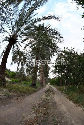 Date palm , tree of the palm family cultivated for its sweet edible fruits. The date palm has been prized from remotest antiquity.