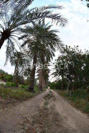 نخيل التمر، شجرة من فصيلة النخيل تُزرع لثمارها الحلوة الصالحة للأكل. وقد حظي نخيل التمر بتقدير كبير منذ أقدم العصور.