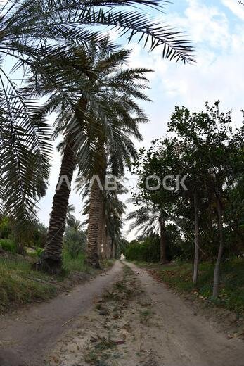نخيل التمر، شجرة من فصيلة النخيل تُزرع لثمارها الحلوة الصالحة للأكل. وقد حظي نخيل التمر بتقدير كبير منذ أقدم العصور.