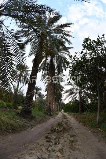 نخيل التمر، شجرة من فصيلة النخيل تُزرع لثمارها الحلوة الصالحة للأكل. وقد حظي نخيل التمر بتقدير كبير منذ أقدم العصور.