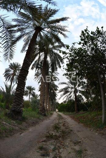 نخيل التمر، شجرة من فصيلة النخيل تُزرع لثمارها الحلوة الصالحة للأكل. وقد حظي نخيل التمر بتقدير كبير منذ أقدم العصور.