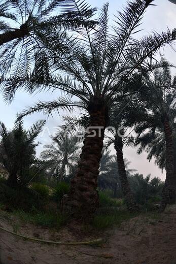 نخيل التمر، شجرة من فصيلة النخيل تُزرع لثمارها الحلوة الصالحة للأكل. وقد حظي نخيل التمر بتقدير كبير منذ أقدم العصور. نخيل التمر، شجرة من فصيلة النخيل تُزرع لثمارها الحلوة الصالحة للأكل. وقد حظي نخيل التمر بتقدير كبير منذ أقدم العصور.