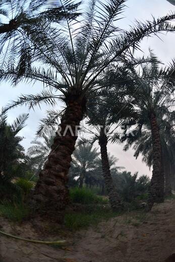 Date palm , tree of the palm family cultivated for its sweet edible fruits. The date palm has been prized from remotest antiquity.