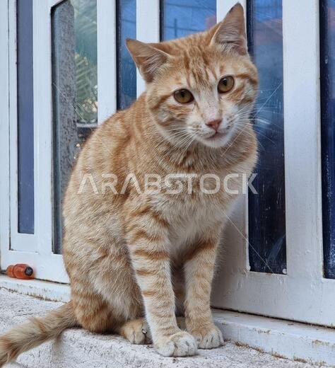 صورة لقطة جميلة بلا مأوى