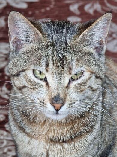 photo of beautiful homeless cat