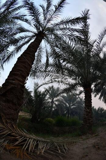 نخيل التمر، شجرة من فصيلة النخيل تُزرع لثمارها الحلوة الصالحة للأكل. وقد حظي نخيل التمر بتقدير كبير منذ أقدم العصور.