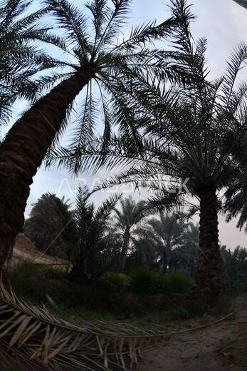 نخيل التمر، شجرة من فصيلة النخيل تُزرع لثمارها الحلوة الصالحة للأكل. وقد حظي نخيل التمر بتقدير كبير منذ أقدم العصور.