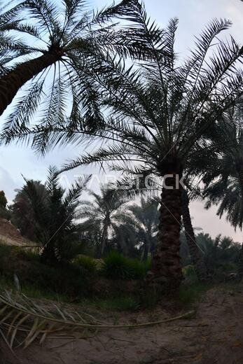 Date palm , tree of the palm family cultivated for its sweet edible fruits. The date palm has been prized from remotest antiquity.