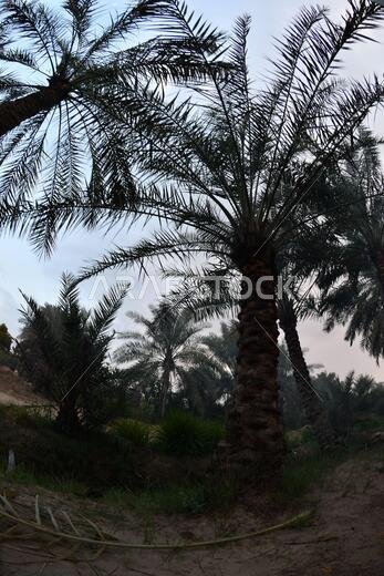 Date palm , tree of the palm family cultivated for its sweet edible fruits. The date palm has been prized from remotest antiquity.