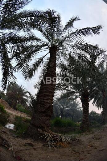 Date palm , tree of the palm family cultivated for its sweet edible fruits. The date palm has been prized from remotest antiquity.