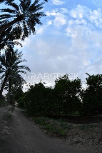 نخيل التمر، شجرة من فصيلة النخيل تُزرع لثمارها الحلوة الصالحة للأكل. وقد حظي نخيل التمر بتقدير كبير منذ أقدم العصور.
