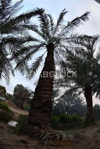 Date palm , tree of the palm family cultivated for its sweet edible fruits. The date palm has been prized from remotest antiquity.