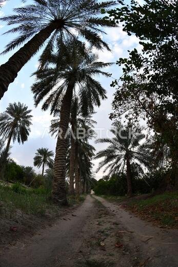 Date palm , tree of the palm family cultivated for its sweet edible fruits. The date palm has been prized from remotest antiquity.