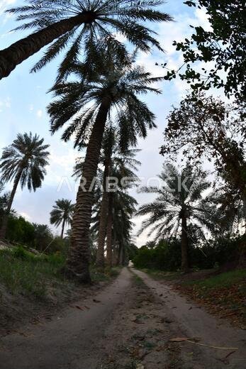 Date palm , tree of the palm family cultivated for its sweet edible fruits. The date palm has been prized from remotest antiquity.