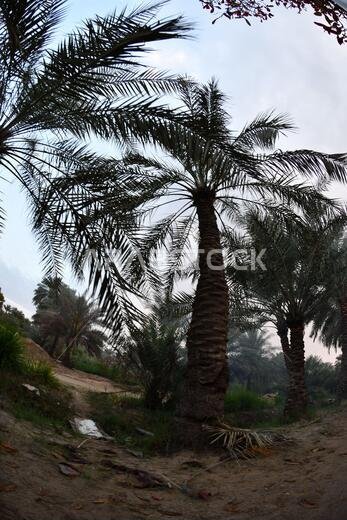 Date palm , tree of the palm family cultivated for its sweet edible fruits. The date palm has been prized from remotest antiquity.