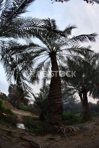 Date palm , tree of the palm family cultivated for its sweet edible fruits. The date palm has been prized from remotest antiquity.