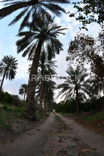 نخيل التمر، شجرة من فصيلة النخيل تُزرع لثمارها الحلوة الصالحة للأكل. وقد حظي نخيل التمر بتقدير كبير منذ أقدم العصور.