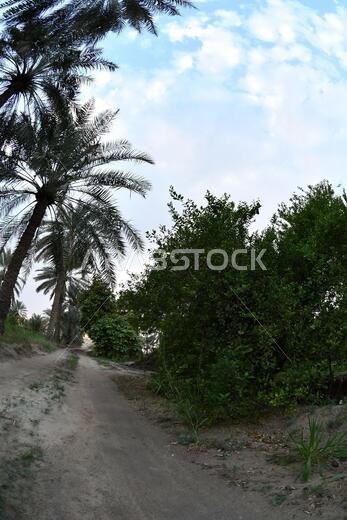 Date palm , tree of the palm family cultivated for its sweet edible fruits. The date palm has been prized from remotest antiquity.