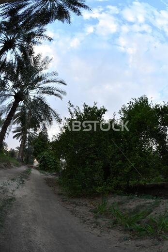 نخيل التمر، شجرة من فصيلة النخيل تُزرع لثمارها الحلوة الصالحة للأكل. وقد حظي نخيل التمر بتقدير كبير منذ أقدم العصور.