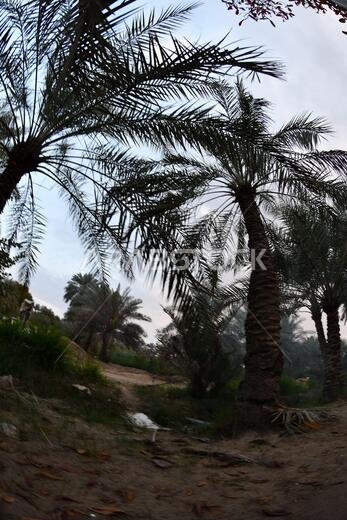 Date palm , tree of the palm family cultivated for its sweet edible fruits. The date palm has been prized from remotest antiquity.