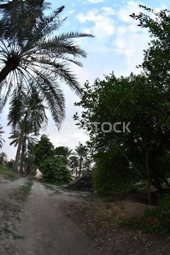 نخيل التمر، شجرة من فصيلة النخيل تُزرع لثمارها الحلوة الصالحة للأكل. وقد حظي نخيل التمر بتقدير كبير منذ أقدم العصور.