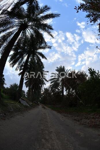 نخيل التمر، شجرة من فصيلة النخيل تُزرع لثمارها الحلوة الصالحة للأكل. وقد حظي نخيل التمر بتقدير كبير منذ أقدم العصور.
