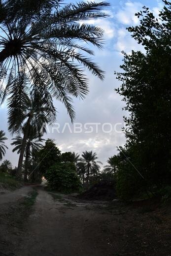 نخيل التمر، شجرة من فصيلة النخيل تُزرع لثمارها الحلوة الصالحة للأكل. وقد حظي نخيل التمر بتقدير كبير منذ أقدم العصور.