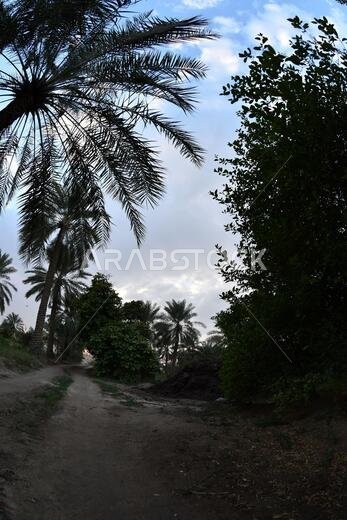 نخيل التمر، شجرة من فصيلة النخيل تُزرع لثمارها الحلوة الصالحة للأكل. وقد حظي نخيل التمر بتقدير كبير منذ أقدم العصور.