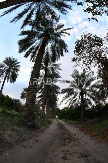 نخيل التمر، شجرة من فصيلة النخيل تُزرع لثمارها الحلوة الصالحة للأكل. وقد حظي نخيل التمر بتقدير كبير منذ أقدم العصور.