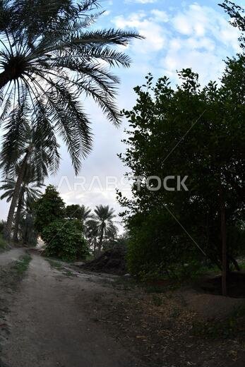 نخيل التمر، شجرة من فصيلة النخيل تُزرع لثمارها الحلوة الصالحة للأكل. وقد حظي نخيل التمر بتقدير كبير منذ أقدم العصور.