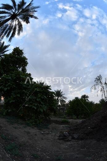 نخيل التمر، شجرة من فصيلة النخيل تُزرع لثمارها الحلوة الصالحة للأكل. وقد حظي نخيل التمر بتقدير كبير منذ أقدم العصور. نخيل التمر، شجرة من فصيلة النخيل تُزرع لثمارها الحلوة الصالحة للأكل. وقد حظي نخيل التمر بتقدير كبير منذ أقدم العصور.